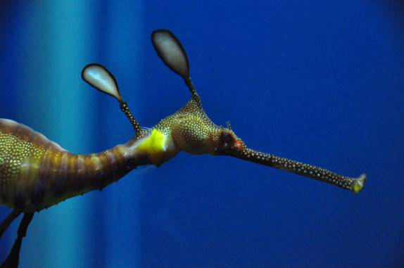 O magnífico Dragon Fish no Aquário de Atlanta, na Georgia - EUA